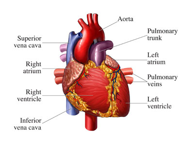 Cardiologist Dr. Smalheiser Drops Some Knowledge About Exercise and EarthFIT Beaufort Personal Training